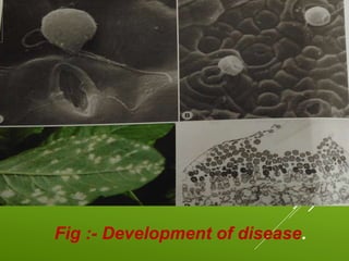 Fig.
Fig :- Development of disease.
 