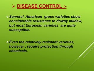  DISEASE CONTROL :-
Serveral American grape varieties show
considerable resistance to downy mildew,
but most European varieties are quite
susceptible.
Even the relatively resistant varieties,
however , require protection through
chemicals.
 