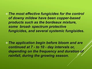 The most effective fungicides for the control
of downy mildew have been copper-based
products such as the bordeaux mixture,
some broad- spectrum protective
fungicides, and several systemic fungisides.
The application begin before bloom and are
continued at 7 - to 10 - day intervals or,
depending on the frequency and duration of
rainfall, during the growing season.
 