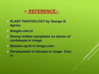  REFERENCE:-
 PLANT PHATHOLOGY by George N.
Agrios.
 Google.com.in
 Downy mildew symptoms on leaves of
cantaloupe in image.
 Disease cycle in image.com.
 Development of disease in image. Com.
in
 