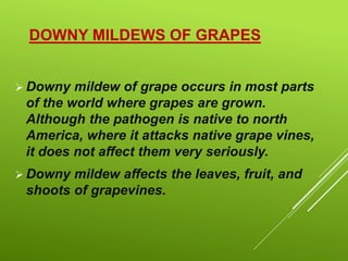 DOWNY MILDEWS OF GRAPES
 Downy mildew of grape occurs in most parts
of the world where grapes are grown.
Although the pathogen is native to north
America, where it attacks native grape vines,
it does not affect them very seriously.
 Downy mildew affects the leaves, fruit, and
shoots of grapevines.
 