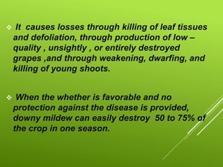  It causes losses through killing of leaf tissues
and defoliation, through production of low –
quality , unsightly , or entirely destroyed
grapes ,and through weakening, dwarfing, and
killing of young shoots.
 When the whether is favorable and no
protection against the disease is provided,
downy mildew can easily destroy 50 to 75% of
the crop in one season.
 