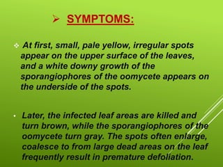  SYMPTOMS:
 At first, small, pale yellow, irregular spots
appear on the upper surface of the leaves,
and a white downy growth of the
sporangiophores of the oomycete appears on
the underside of the spots.
• Later, the infected leaf areas are killed and
turn brown, while the sporangiophores of the
oomycete turn gray. The spots often enlarge,
coalesce to from large dead areas on the leaf
frequently result in premature defoliation.
 