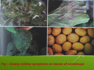 Fig.
Fig :- Downy mildew symptoms on leaves of cantaloupe
 