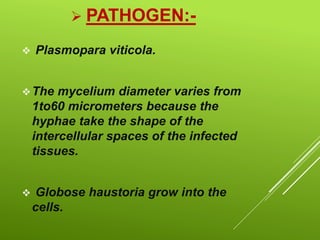  PATHOGEN:-
 Plasmopara viticola.
The mycelium diameter varies from
1to60 micrometers because the
hyphae take the shape of the
intercellular spaces of the infected
tissues.
 Globose haustoria grow into the
cells.
 