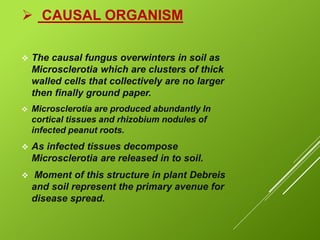  CAUSAL ORGANISM
 The causal fungus overwinters in soil as
Microsclerotia which are clusters of thick
walled cells that collectively are no larger
then finally ground paper.
 Microsclerotia are produced abundantly In
cortical tissues and rhizobium nodules of
infected peanut roots.
 As infected tissues decompose
Microsclerotia are released in to soil.
 Moment of this structure in plant Debreis
and soil represent the primary avenue for
disease spread.
 