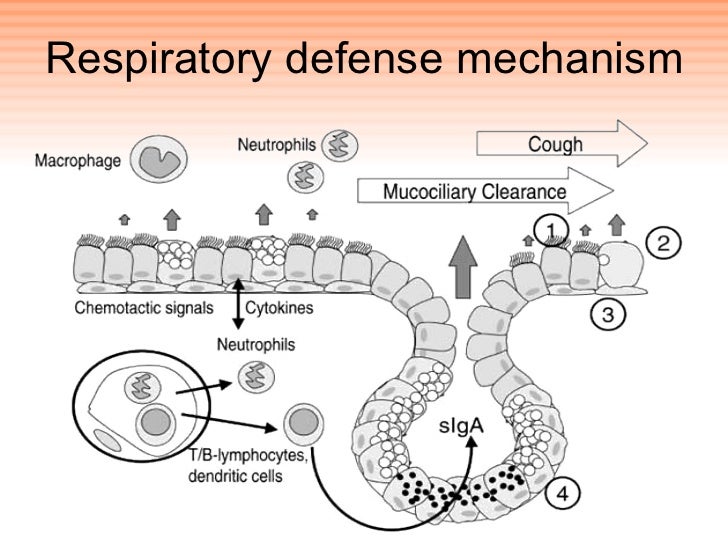 Doxophylline and asthma