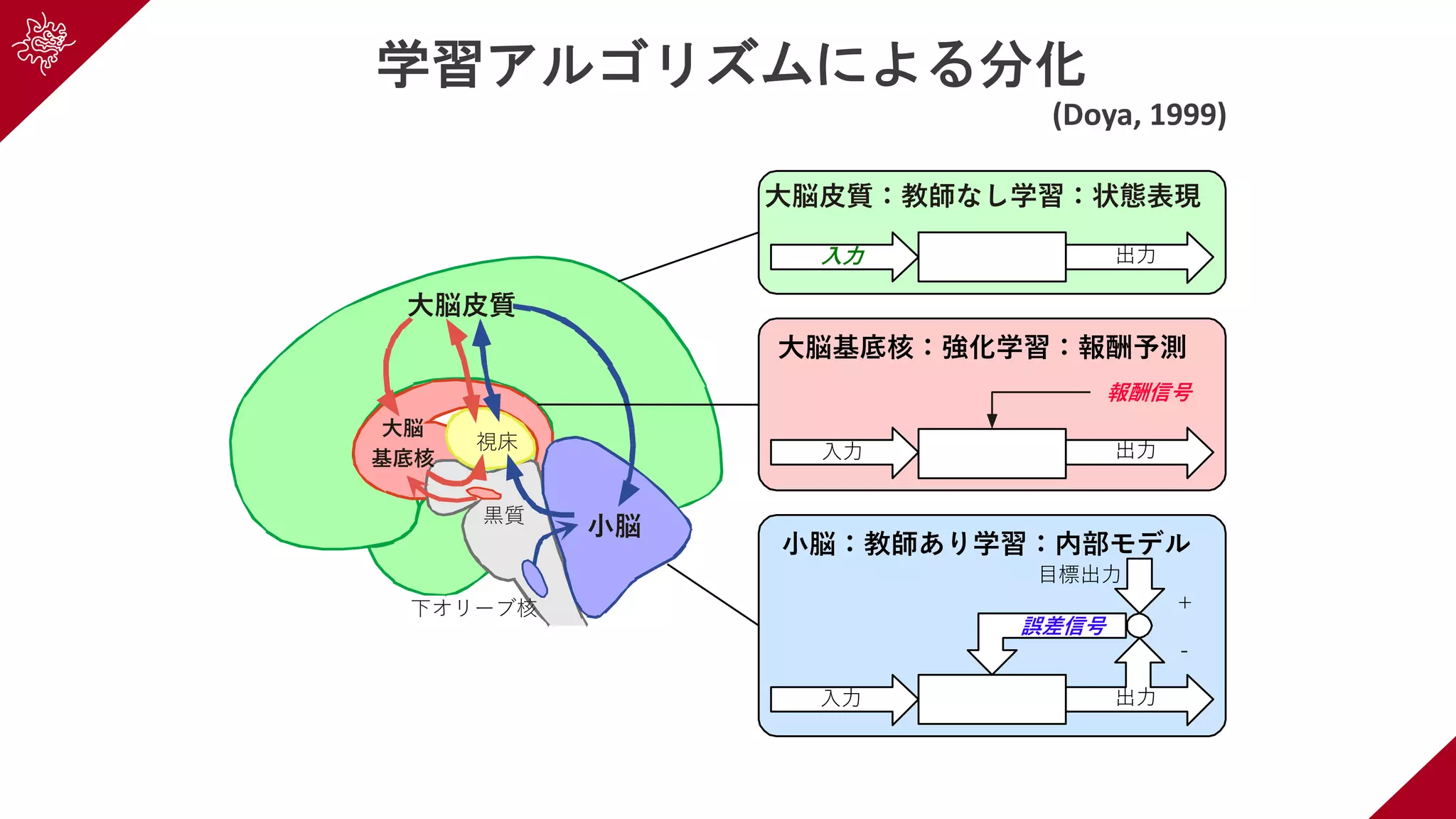 視床
⿊質
下オリーブ核
⼤脳⽪質
⼤脳
基底核
⼩脳
⽬標出⼒
誤差信号
+
-
出⼒⼊⼒
⼩脳：教師あり学習：内部モデル
報酬信号
出⼒⼊⼒
⼤脳基底核：強化学習：報酬予測
⼤脳⽪質：教師なし学習：状態表現
出⼒⼊⼒
学習アルゴリズムによる分化
(Doya, 1999)
 