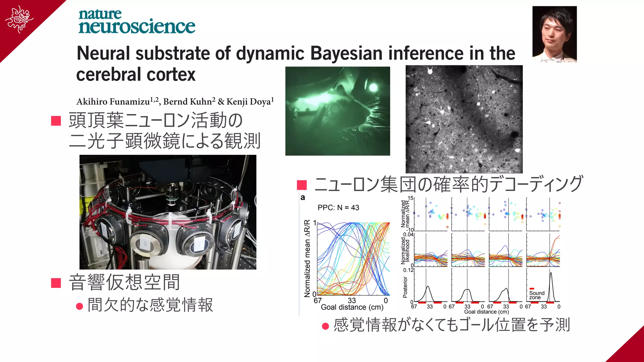 n 頭頂葉ニューロン活動の
⼆光⼦顕微鏡による観測
n ⾳響仮想空間
l 間⽋的な感覚情報
n ニューロン集団の確率的デコーディング
l 感覚情報がなくてもゴール位置を予測
©2016NatureAmerica,Inc.Allrightsreserved.
Animals have to act despite limited sensory information because of
factors such as interfering background noise or occluded vision. Thus,
the ability to estimate the current state of the outside world from a
sequence of sensory observations and their own actions is essential.
This process is optimally realized by dynamic Bayesian inference,
such as a Kalman filter1, which predicts the state with an internal state
transition model and updates the prediction with new sensory inputs.
For example, when a mouse navigates in darkness, it must keep track
of the location of its destination based on both its movement (predic-
tion) and sensory signals such as calls from its nest mate (updating).
We hypothesized that dynamic Bayesian inference is implemented in
cerebral neocortex and investigated the plausibility of this idea using
two-photon microscopy2.
Most areas of the cerebral neocortex receive ascending sensory
inputs (feedforward streams) and descending inputs (feedback
3
hypothesis that dynamic Bayesian inference is implemented in pyram-
idal neurons of layers 2, 3 and 5, with increasing action dependence
in deeper layers.
To test this hypothesis, we trained mice to perform an auditory
virtual navigation task and imaged neuronal activity in layers 2, 3
and 5 of the PPC and the PM located posterior to PPC11–13. The task
required mice to approach a water reward site (goal) by estimating
the distance on the basis of sound cues and their own locomotion.
PPC is involved in spatial navigation by representing route maps,
head directions, turning locations and locomotory accelerations with
egocentric and allocentric representations14–17. PPC lesions disrupt
navigation on the basis of self-motion information (path integra-
tion)18,19. PM also represents egocentric and allocentric reference
frames20. Both PPC and PM receive inputs from auditory cortex
and secondary motor cortex (M2)21,22, but PM receives fewer feed-
13,23,24
Neural substrate of dynamic Bayesian inference in the
cerebral cortex
Akihiro Funamizu1,2, Bernd Kuhn2 & Kenji Doya1
Dynamic Bayesian inference allows a system to infer the environmental state under conditions of limited sensory observation.
Using a goal-reaching task, we found that posterior parietal cortex (PPC) and adjacent posteromedial cortex (PM) implemented
the two fundamental features of dynamic Bayesian inference: prediction of hidden states using an internal state transition model
and updating the prediction with new sensory evidence. We optically imaged the activity of neurons in mouse PPC and PM layers
2, 3 and 5 in an acoustic virtual-reality system. As mice approached a reward site, anticipatory licking increased even when
sound cues were intermittently presented; this was disturbed by PPC silencing. Probabilistic population decoding revealed that
neurons in PPC and PM represented goal distances during sound omission (prediction), particularly in PPC layers 3 and 5, and
prediction improved with the observation of cue sounds (updating). Our results illustrate how cerebral cortex realizes mental
simulation using an action-dependent dynamic model.
0.12
NormalizedmeanR/R
0
1
PPC: N = 43
Normalized
meanR/R
Normalized
likelihood
-10
15
Posterior
Goal distance (cm)
67 33 0
33 0 33 0
0.04
0
0
Goal distance (cm)
67 33 0 67 33 0 67 67
Sound
zone
a
figure4
Hypothetical cortical algorithm of model-based state prediction
with Bayesian inference
Probabilistic population code in PPC
0327-mouse23: PPC Layer2 0416-mouse23: PM Layer2
Decoding_Bayes_160324_17_detail
0327-mouse23: State2(17),71 trial, --300, 200, -100, 0
0416-mouse23: State2(16),
132 trial, -200, -100, 0
Layer2
PPC
Continuous Intermittent1 Intermittent2
b
0
 