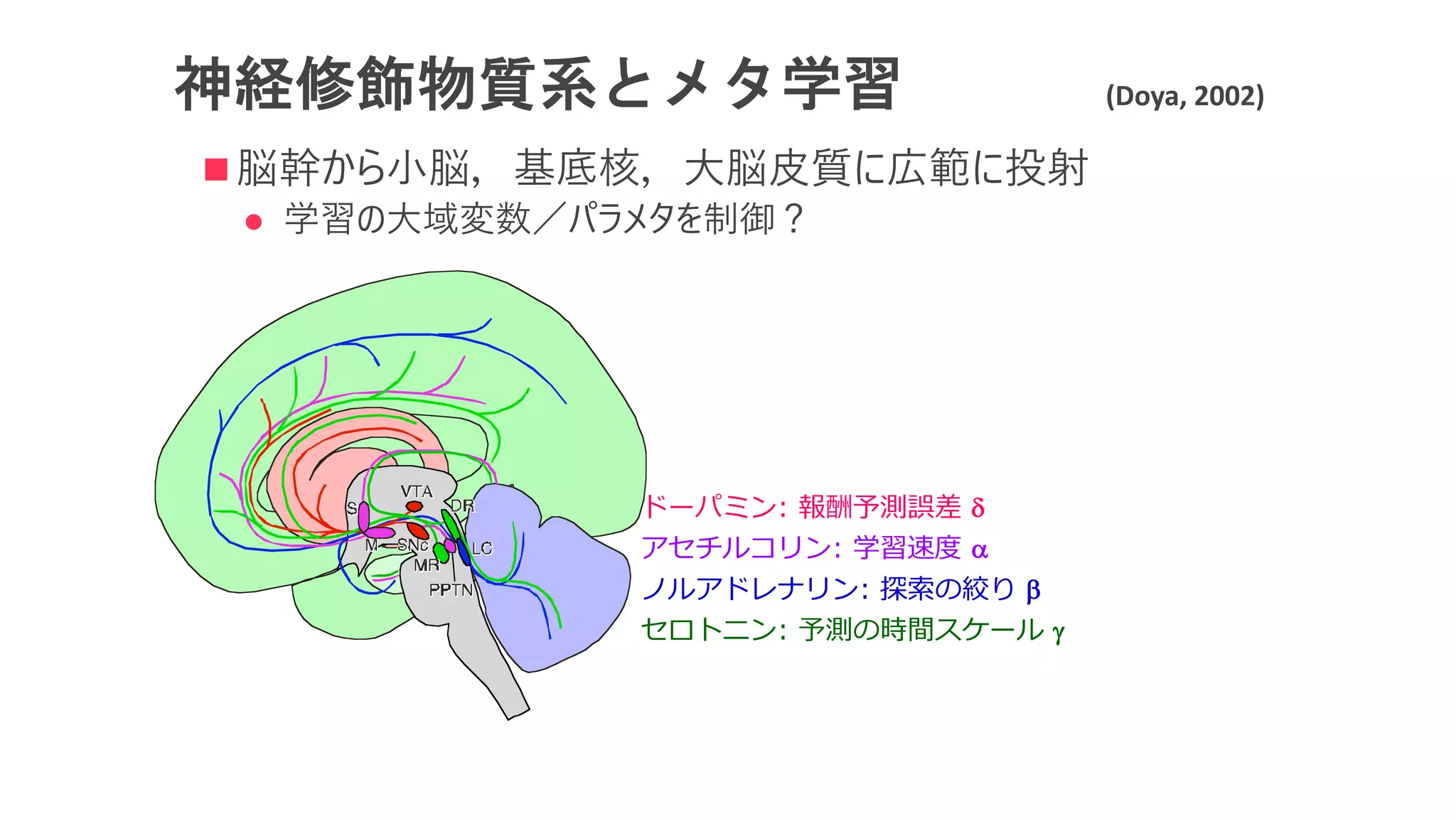神経修飾物質系とメタ学習 (Doya, 2002)
n 脳幹から⼩脳，基底核，⼤脳⽪質に広範に投射
l 学習の⼤域変数／パラメタを制御？
ドーパミン: 報酬予測誤差 d
アセチルコリン: 学習速度 a
ノルアドレナリン: 探索の絞り b
セロトニン: 予測の時間スケール g
 