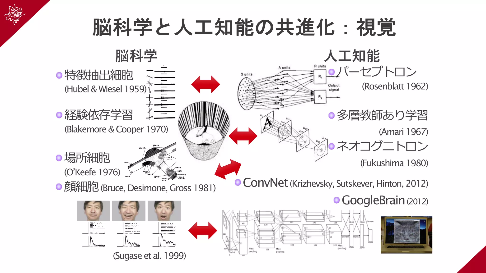 脳科学と人工知能の共進化：視覚
脳科学 ⼈⼯知能
多層教師あり学習
(Amari 1967)
ネオコグニトロン
(Fukushima 1980)
ConvNet(Krizhevsky, Sutskever, Hinton, 2012)
GoogleBrain(2012)
場所細胞
(O’Keefe 1976)
顔細胞(Bruce, Desimone, Gross1981)
(Sugase et al. 1999)
e calculated the time
from the number of
indow of 50 ms, and
th the x2
test13
(see
mation analysis for the
ron coded ‘signiﬁcant’
he earliest information
d rapidly, correspond-
nse (beige histogram),
2 (monkey expression)
peaks before levelling off. F1 (monkey identity) and F4 (human
expression) were encoded at a much lower level than the others. The
response latency of this neuron was 53 ms, and the latencies for the
information about each category were as follows: G, 45; F1, 157; F2,
93; F3, 125; and F4, 125 ms. Thus, the earliest transient discharge
conveyed global information, and the later sustained discharge
encoded one category of the ﬁne information best14
.
Of the 86 face-responsive neurons, 11 neurons (13%) did not
encode signiﬁcant information in any category, 43 (50%) coded
either global or ﬁne category information, and 32 (37%) coded both
categories. To clarify how single neurons encoded both global and
D
A B C D
A B C D
1
2
3
c
d
HIPPOCAMPAL PLACE UNITS 87
WALL
-213-4-j
lRACK
FIG. 2. Place fields for all place units except 21342 and those from animal 217.
distributed around the maze. The concentration of fields from the other
animals in arm B may have reflected the fact that many of the rats spent
their “free time” in this arm. The fact that the initial search for units
was conducted there might also have introduced a bias towards units
active in that area. In any case, it was clear that the majority of fields
were not located in those places which contained the rewards or other
FIG. 3. Place fields for place units from animal 217.
経験依存学習
(Blakemore & Cooper 1970)
RECEPTIVE FIELDS IN CAT STRIATE CORTEX 579
found by changing the size, shape and orientation of the stimulus until a clear
response was evoked. Often when a region with excitatory or inhibitory
responses was established the neighbouring opposing areas in the receptive
field could only be demonstrated indirectly. Such an indirect method is
illustrated in Fig. 3B, where two flanking areas are indicated by using a short
slit in various positions like the hand of a clock, always including the very
A B
+7 -!
mm -I
- m_
aS~~~~~~~~~~~~~~~~~~~~~~~~~~~~~~~~~~~~~~~~~~~~T T T
Fig. 3. Same unit as in Fig. 2. A, responses to shinling a rectangular light spot, 1° x 8°; centre of
slit superimposed on centre of receptive field; successive stimuli rotated clockwise, as shown
to left of figure. B, responses to a 1° x 5° slit oriented in various directions, with one end
always coveringthe centre ofthe receptive field: note that this central region evoked responses
when stimulated alone (Fig. 2a). Stimulus and background intensities as in Fig. 1; stimulus
duration 1 sec.
centre of the field. The findings thus agree qualitatively with those obtained
with a small spot (Fig. 2a).
Receptive fields having a central area and opposing flanks represented a
common pattern, but several variations were seen. Some fields had longnarrow
central regions with extensive flanking areas (Figs. 1-3): others had a large
central area and concentrated slit-shaped flanks (Figs. 6, 9, 10). In many
fields the two flanking regions were asymmetrical, differing in size and shape;
in these a given spot gave unequal responses in symmetrically corresponding
37 PHYSIO. CXL,VIIT) by guest on October 20, 2012jp.physoc.orgDownloaded from J Physiol (
特徴抽出細胞
(Hubel & Wiesel 1959)
パーセプトロン
(Rosenblatt 1962)
 