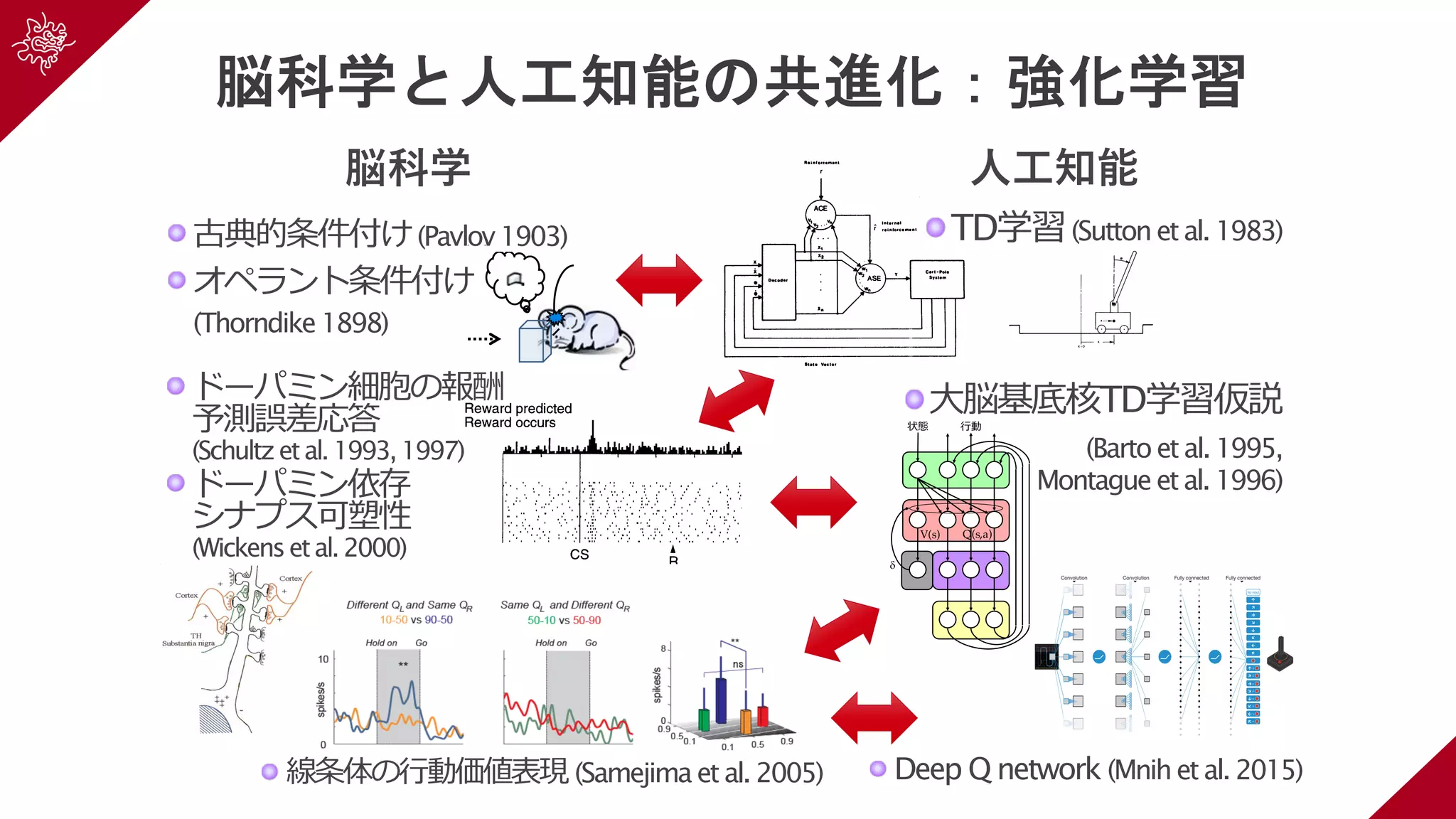 脳科学と人工知能の共進化：強化学習
脳科学 ⼈⼯知能
0
1
delay)3s delay)6s delay)9s
**
古典的条件付け(Pavlov 1903)
オペラント条件付け
(Thorndike 1898)
Deep Q network (Mnihet al. 2015)difficult and engaging for human players. We used the same network
architecture, hyperparameter values (see Extended Data Table 1) and
learningprocedurethroughout—takinghigh-dimensionaldata(210|160
colour video at 60 Hz) as input—to demonstrate that our approach
robustly learns successful policies over a variety of games based solely
We compared DQN with the best performing methods from the
reinforcement learning literature on the 49 games where results were
available12,15
.Inaddition tothe learned agents,wealsoreportscoresfor
aprofessionalhumangamestesterplayingundercontrolledconditions
and a policy that selects actions uniformly at random (Extended Data
Convolution Convolution Fully connected Fully connected
No input
Figure 1 | Schematic illustration of the convolutional neural network. The
details of the architecture are explained in the Methods. The input to the neural
network consists of an 8438434 image produced by the preprocessing
map w, followed by three convolutional layers (note: snaking blue line
symbolizes sliding of each filter across input image) and two fully connected
layers with a single output for each valid action. Each hidden layer is followed
by a rectifier nonlinearity (that is, max 0,xð Þ).
RESEARCH LETTER
TD学習(Sutton et al. 1983)
ドーパミン細胞の報酬
予測誤差応答
(Schultzetal.1993,1997)
ドーパミン依存
シナプス可塑性
(Wickensetal.2000)
W. SCHULTZ4
fails to occur, even in the absence of an immediately preced-
ing stimulus (Fig. 2, bottom). This is observed when animals
fail to obtain reward because of erroneous behavior, when
liquid ﬂow is stopped by the experimenter despite correct
behavior, or when a valve opens audibly without delivering
liquid (Hollerman and Schultz 1996; Ljungberg et al. 1991;
Schultz et al. 1993). When reward delivery is delayed for
0.5 or 1.0 s, a depression of neuronal activity occurs at the
regular time of the reward, and an activation follows the
reward at the new time (Hollerman and Schultz 1996). Both
responses occur only during a few repetitions until the new
time of reward delivery becomes predicted again. By con-
trast, delivering reward earlier than habitual results in an
activation at the new time of reward but fails to induce a
depression at the habitual time. This suggests that unusually
early reward delivery cancels the reward prediction for the
habitual time. Thus dopamine neurons monitor both the oc-
currence and the time of reward. In the absence of stimuli
immediately preceding the omitted reward, the depressions
do not constitute a simple neuronal response but reﬂect an
expectation process based on an internal clock tracking the
precise time of predicted reward.
Activation by conditioned, reward-predicting stimuli
About 55–70% of dopamine neurons are activated by
conditioned visual and auditory stimuli in the various classi-
cally or instrumentally conditioned tasks described earlier
(Fig. 2, middle and bottom) (Hollerman and Schultz 1996;
Ljungberg et al. 1991, 1992; Mirenowicz and Schultz 1994;
Schultz 1986; Schultz and Romo 1990; P. Waelti, J. Mire-
nowicz, and W. Schultz, unpublished data). The ﬁrst dopa-
mine responses to conditioned light were reported by Miller
et al. (1981) in rats treated with haloperidol, which increased
the incidence and spontaneous activity of dopamine neurons
but resulted in more sustained responses than in undrugged
animals. Although responses occur close to behavioral reac-
tions (Nishino et al. 1987), they are unrelated to arm and
eye movements themselves, as they occur also ipsilateral toFIG. 2. Dopamine neurons report rewards according to an error in re-
ward prediction. Top: drop of liquid occurs although no reward is predicted the moving arm and in trials without arm or eye movements
at this time. Occurrence of reward thus constitutes a positive error in the (Schultz and Romo 1990). Conditioned stimuli are some-
prediction of reward. Dopamine neuron is activated by the unpredicted
what less effective than primary rewards in terms of response
線条体の⾏動価値表現 (Samejima et al. 2005)
⼤脳基底核TD学習仮説
(Bartoet al. 1995,
Montague et al. 1996)
!
V(s) Q(s,a)
 