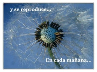 y se reproduce...




              En cada mañana...
 