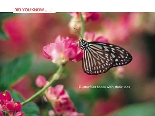 Butterflies taste with their feet DID YOU KNOW ….. 