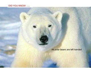 DID YOU KNOW …..
  SABIAS QUE…




                   All polar bears are left handed
 