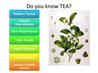 Kingdom: Plantae
Division:
Magnoliophyta
Class: Magnoliopsida
Order: Ericales
Family: Theaceae
Genus: Camellia
Species: Camellia
Sinensis
Do you know TEA?
 