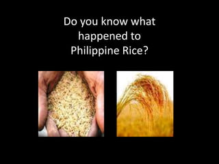 Do you know what
  happened to
 Philippine Rice?
 