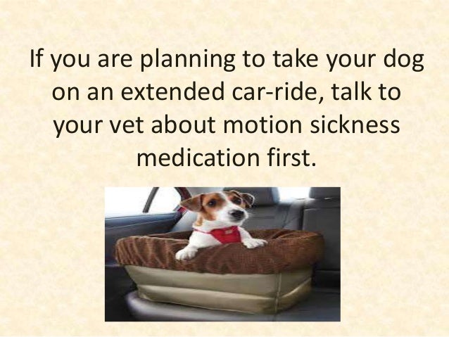 how to get your dog to come to you how to get your dog to come to you