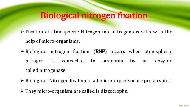 write short essay on nitrogen fixation