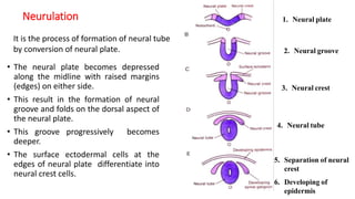 Embryonic period of development | PPTX