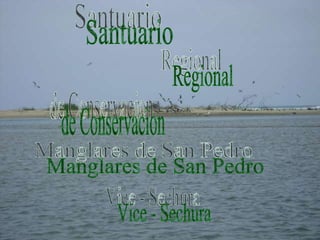 Santuario  Regional de Conservacion Manglares de San Pedro Vice - Sechura 