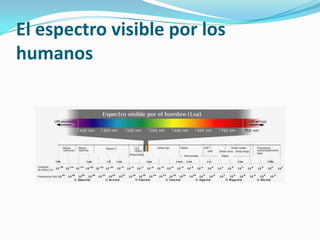 El espectro visible por los humanos