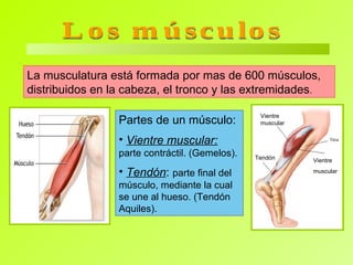 Los músculos La musculatura está formada por más de 600 músculos, distribuidos en la cabeza, el tronco y las extremidades . Partes de un músculo:  Vientre muscular:   parte contráctil. (Gemelos). Tendón :  parte final del músculo, mediante la cual se une al hueso. (Tendón Aquiles). Vientre  muscular Vientre muscular Tendón 