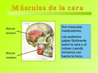 Músculos de la cara Músculo  masetero Músculo  temporal Son músculos masticadores.  Los podemos palpar fácilmente sobre la cara y el cráneo cuando cerramos con fuerza la boca. 