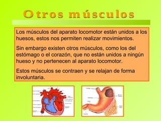Otros músculos Los músculos del aparato locomotor están unidos a los huesos, éstos nos permiten realizar movimientos. Sin embargo existen otros músculos, como los del estómago o el corazón, que no están unidos a ningún hueso y no pertenecen al aparato locomotor.  Estos músculos se contraen y se relajan de forma involuntaria. 