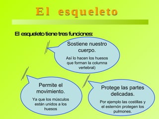 El esqueleto Nuestro esqueleto está formado por más de 200 huesos, distribuidos en la cabeza, el tronco y las extremidades. 