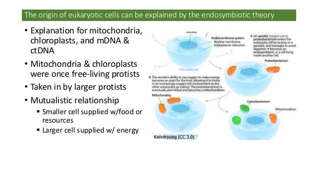DP Bio Topic 1-5 The Origin of Cells