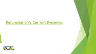 Deforestation’s Current Dynamics
 