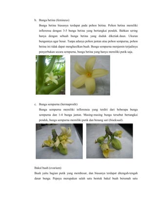Morfologi bunga pepaya