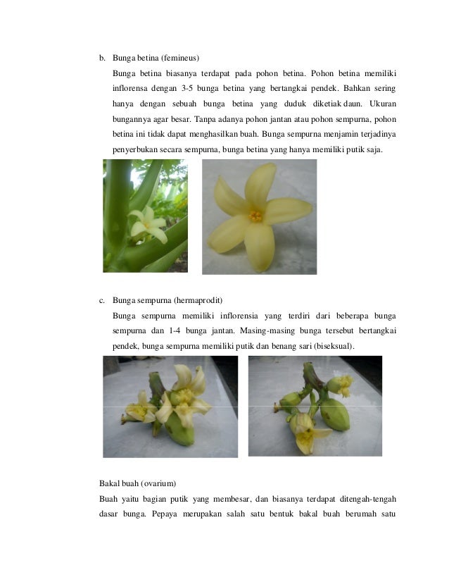 Beginilah Pengertian Dan Contoh Bunga Hermaprodit yang Lagi Viral