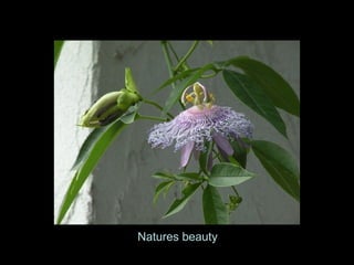 Natures beauty
 