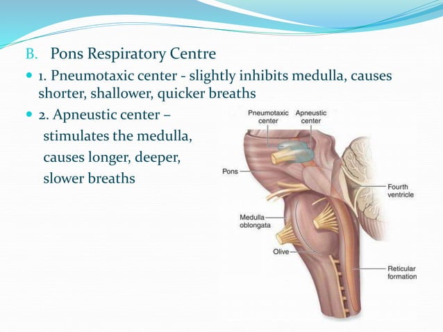 Physiology of respiration | PPTX