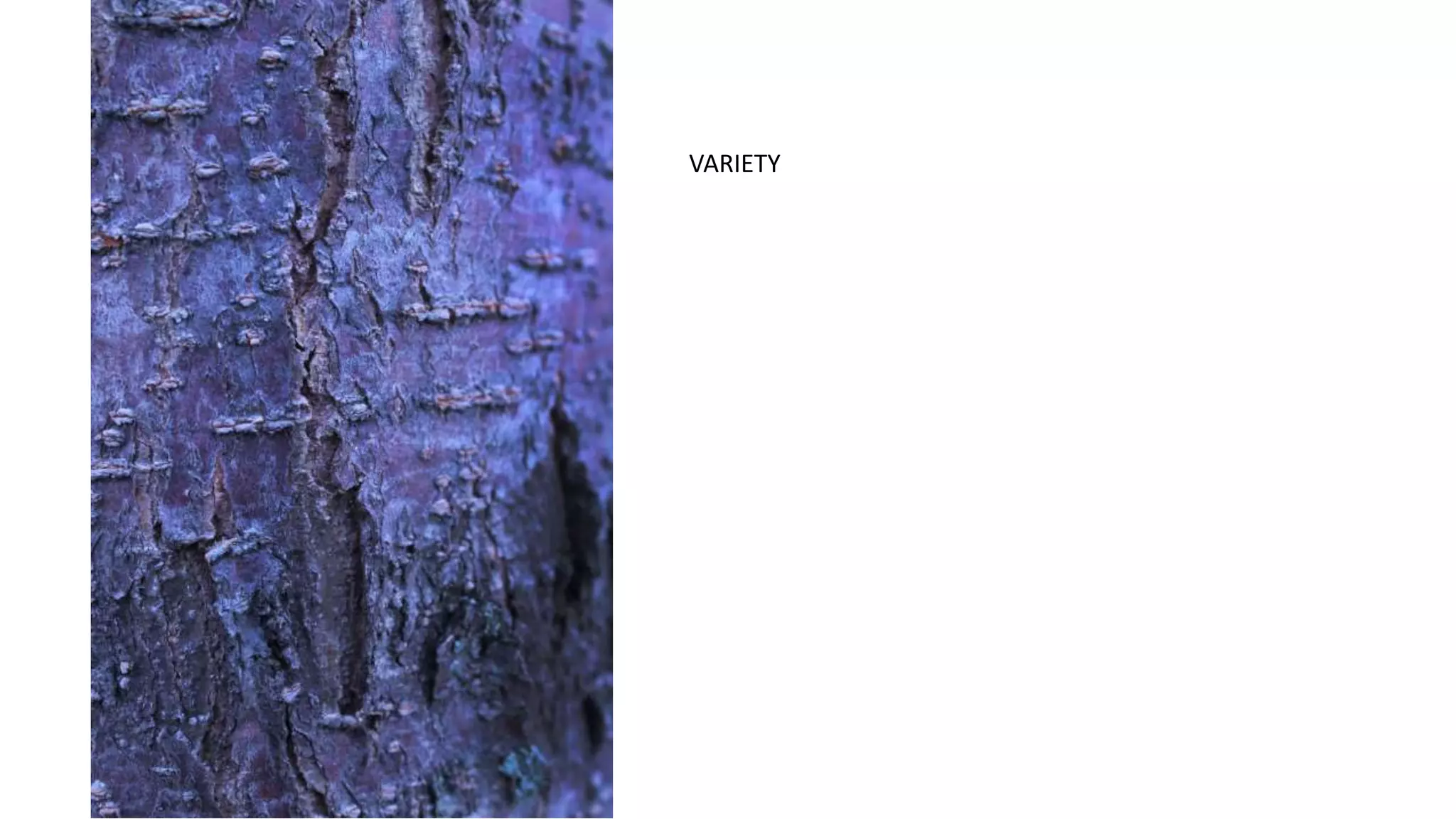 VARIETY