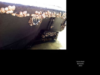 Kristin Reid
Barnacles
2013