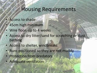 Housing Requirements
• Access to shade
• 45cm high minimum
• Wire floor up to 4 weeks
• Access to dry litter/sand for scratching or dust
bathing
• Access to shelter, windbreaks
• Runs positioned so they are not muddy
• Protection from predators
• Adequate ventilation
 