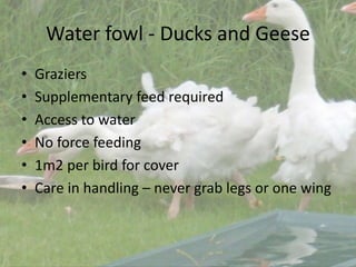 Water fowl - Ducks and Geese
• Graziers
• Supplementary feed required
• Access to water
• No force feeding
• 1m2 per bird for cover
• Care in handling – never grab legs or one wing
 