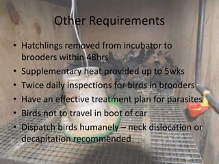 Other Requirements
• Hatchlings removed from incubator to
brooders within 48hrs
• Supplementary heat provided up to 5wks
• Twice daily inspections for birds in brooders
• Have an effective treatment plan for parasites
• Birds not to travel in boot of car
• Dispatch birds humanely – neck dislocation or
decapitation recommended
 