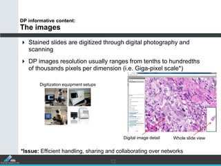 1212
DP informative content:
The images
 Stained slides are digitized through digital photography and
scanning
 DP image...