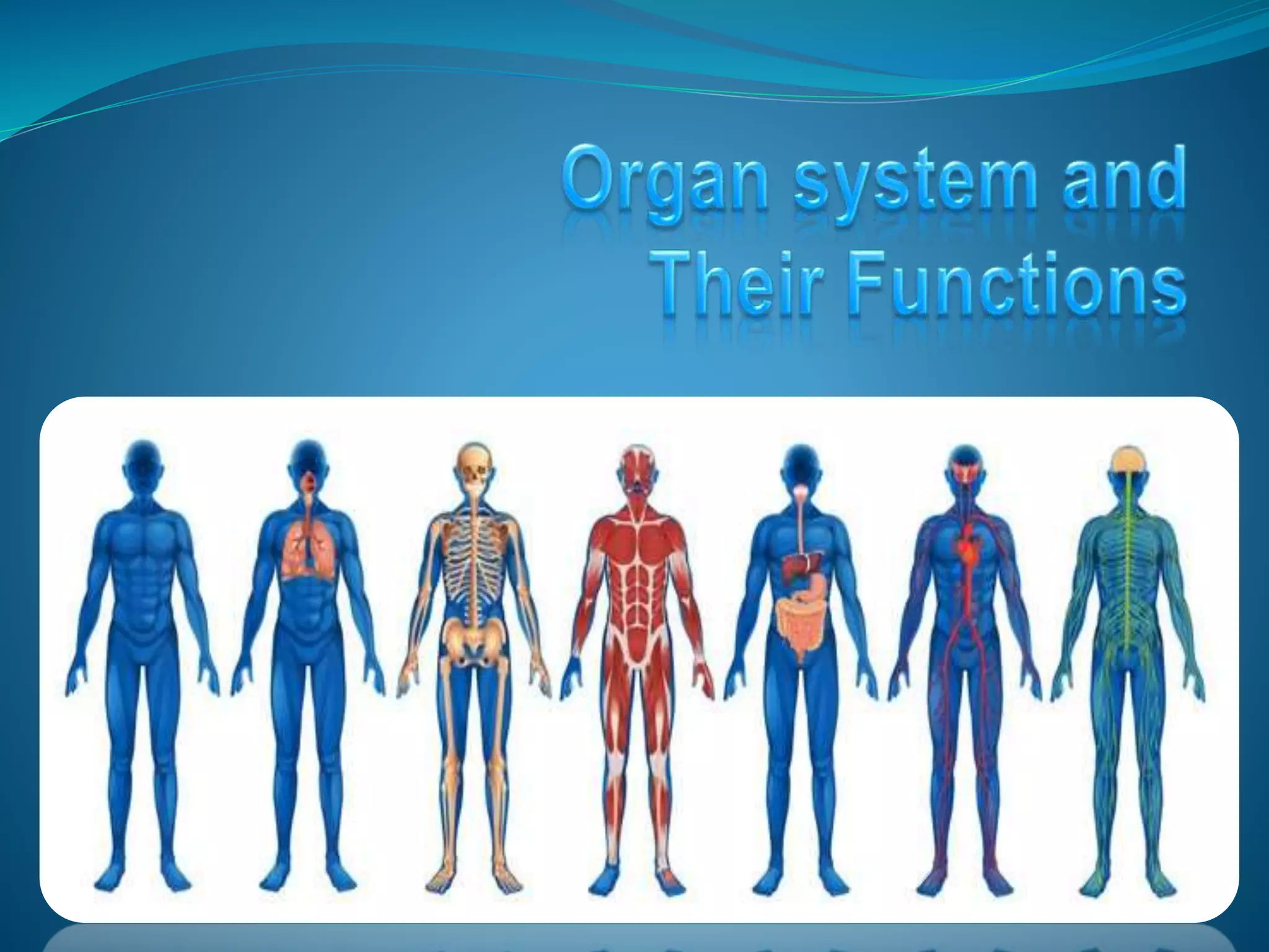 Human Body System And Their Function With A Labelled Diagram PPTX