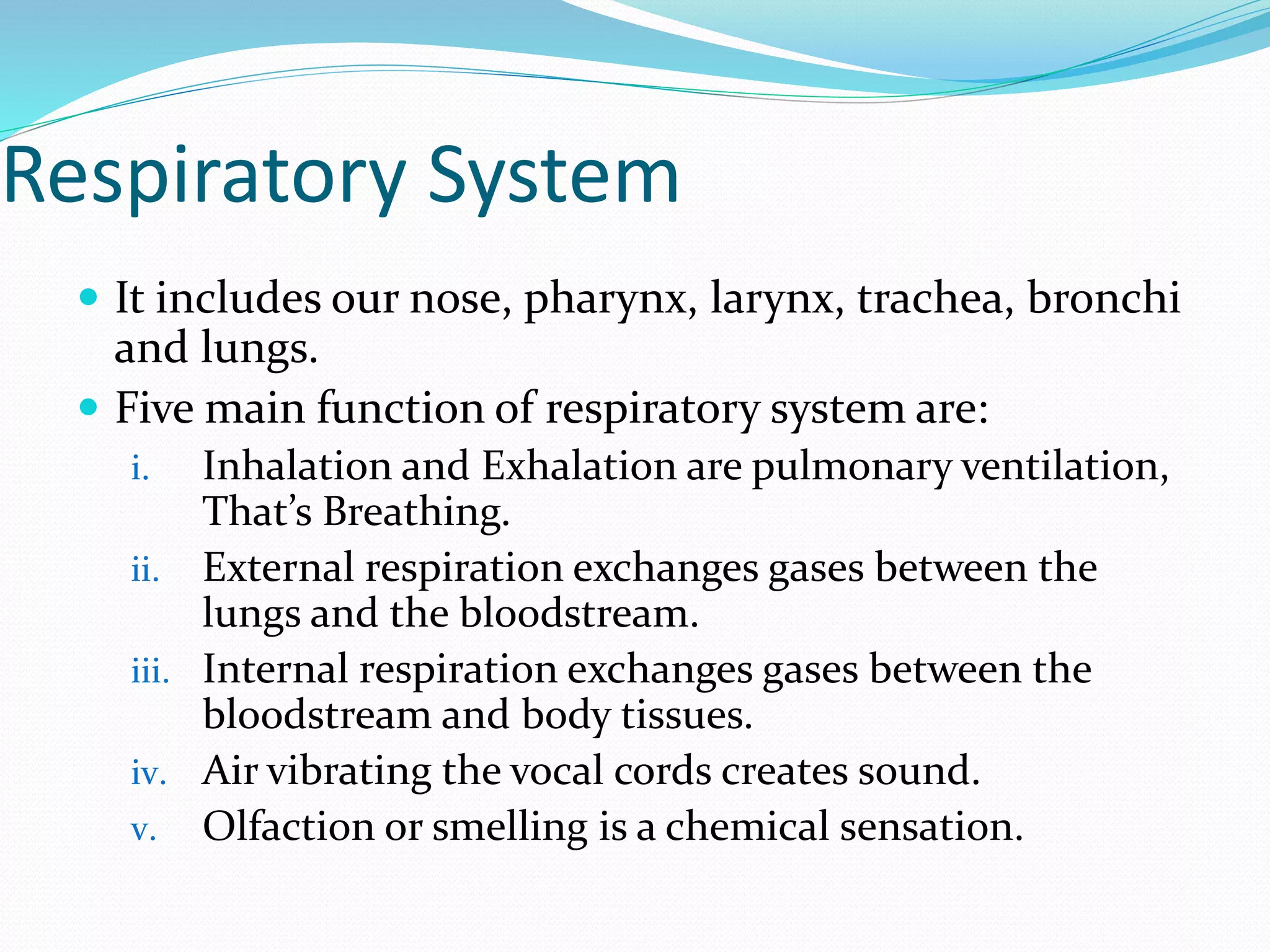 Respiratory System
 It includes our nose, pharynx, larynx, trachea, bronchi
and lungs.
 Five main function of respiratory system are:
i. Inhalation and Exhalation are pulmonary ventilation,
That’s Breathing.
ii. External respiration exchanges gases between the
lungs and the bloodstream.
iii. Internal respiration exchanges gases between the
bloodstream and body tissues.
iv. Air vibrating the vocal cords creates sound.
v. Olfaction or smelling is a chemical sensation.
 