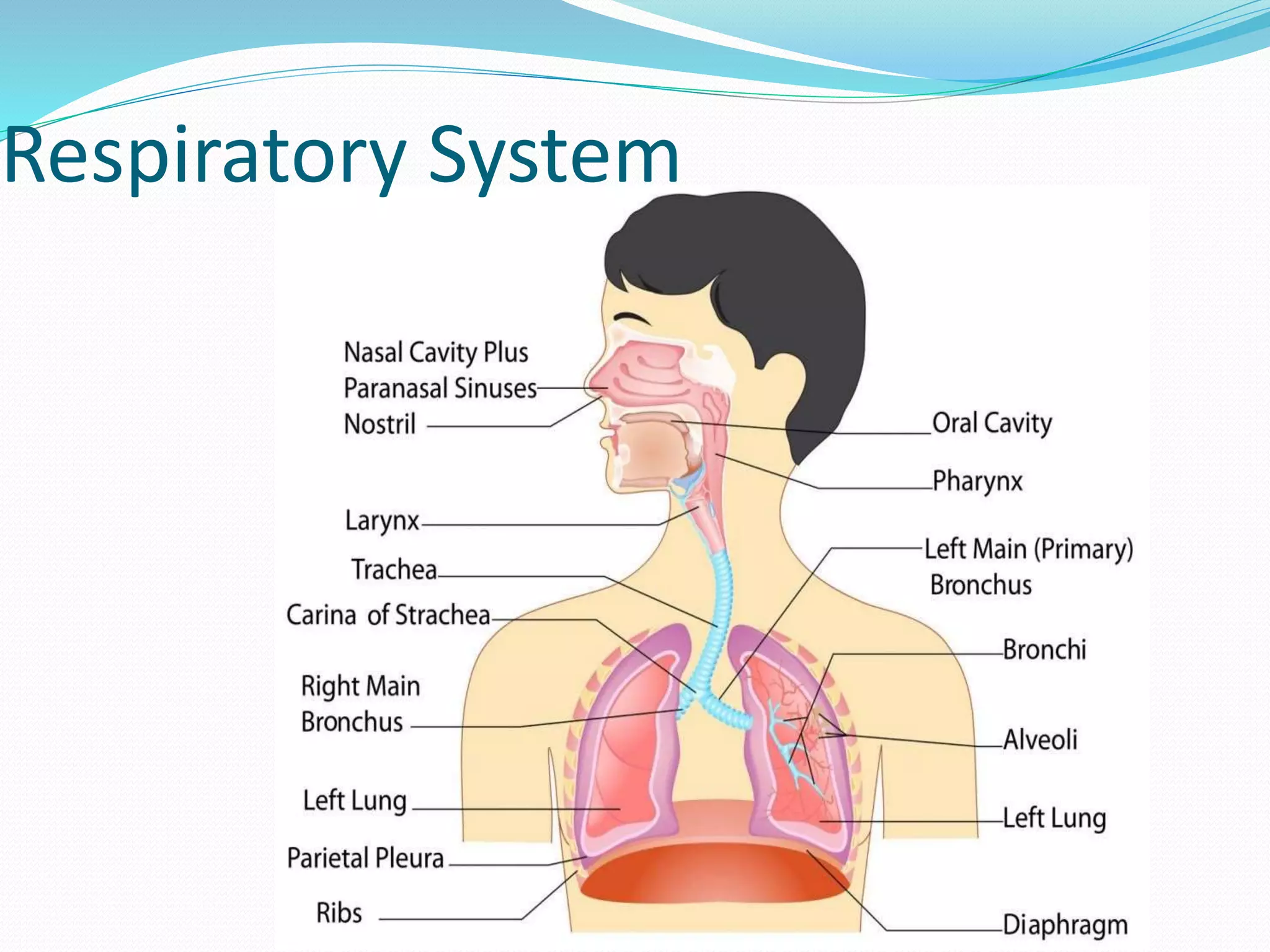 Respiratory System
 