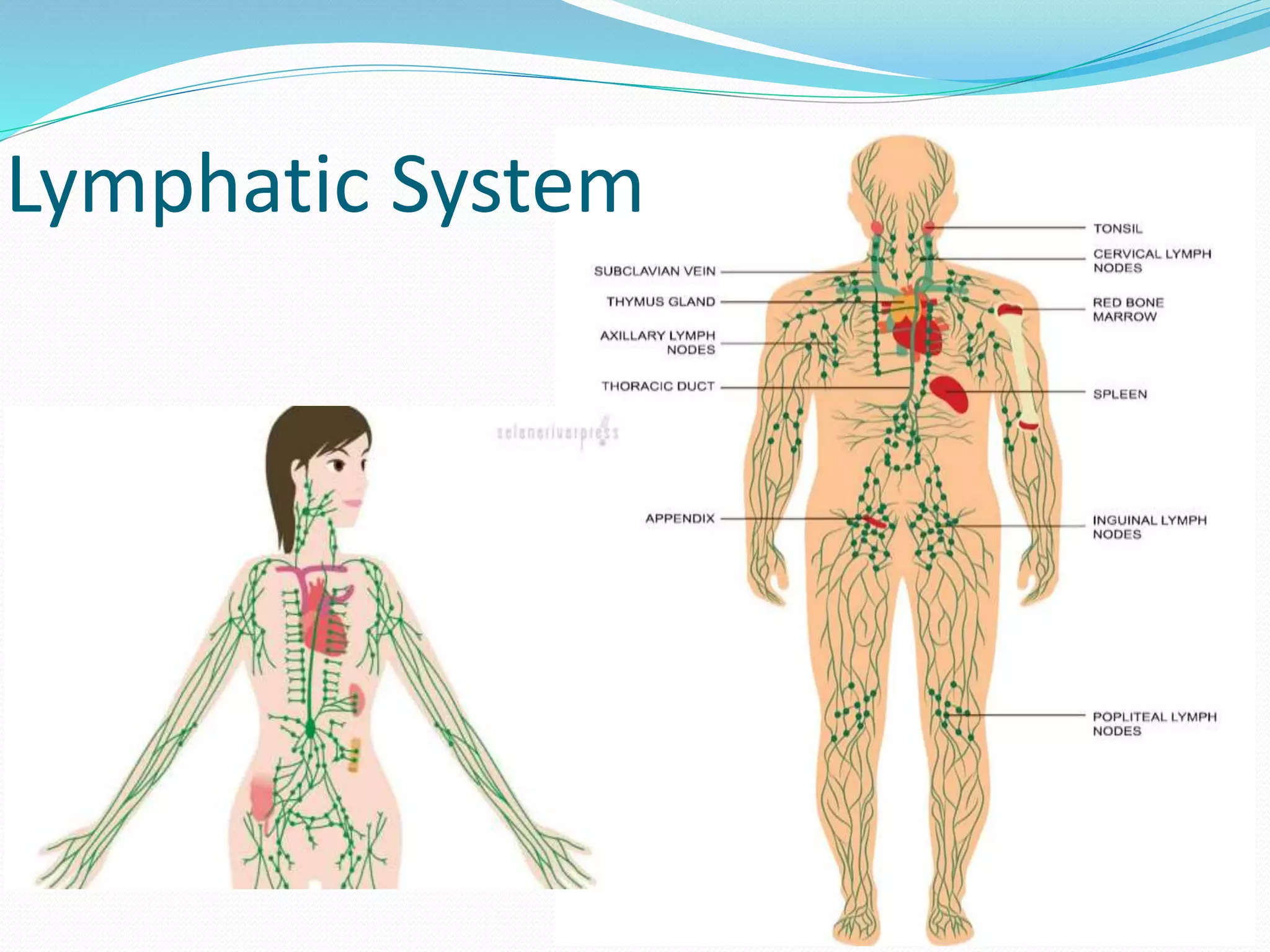 Lymphatic System
 