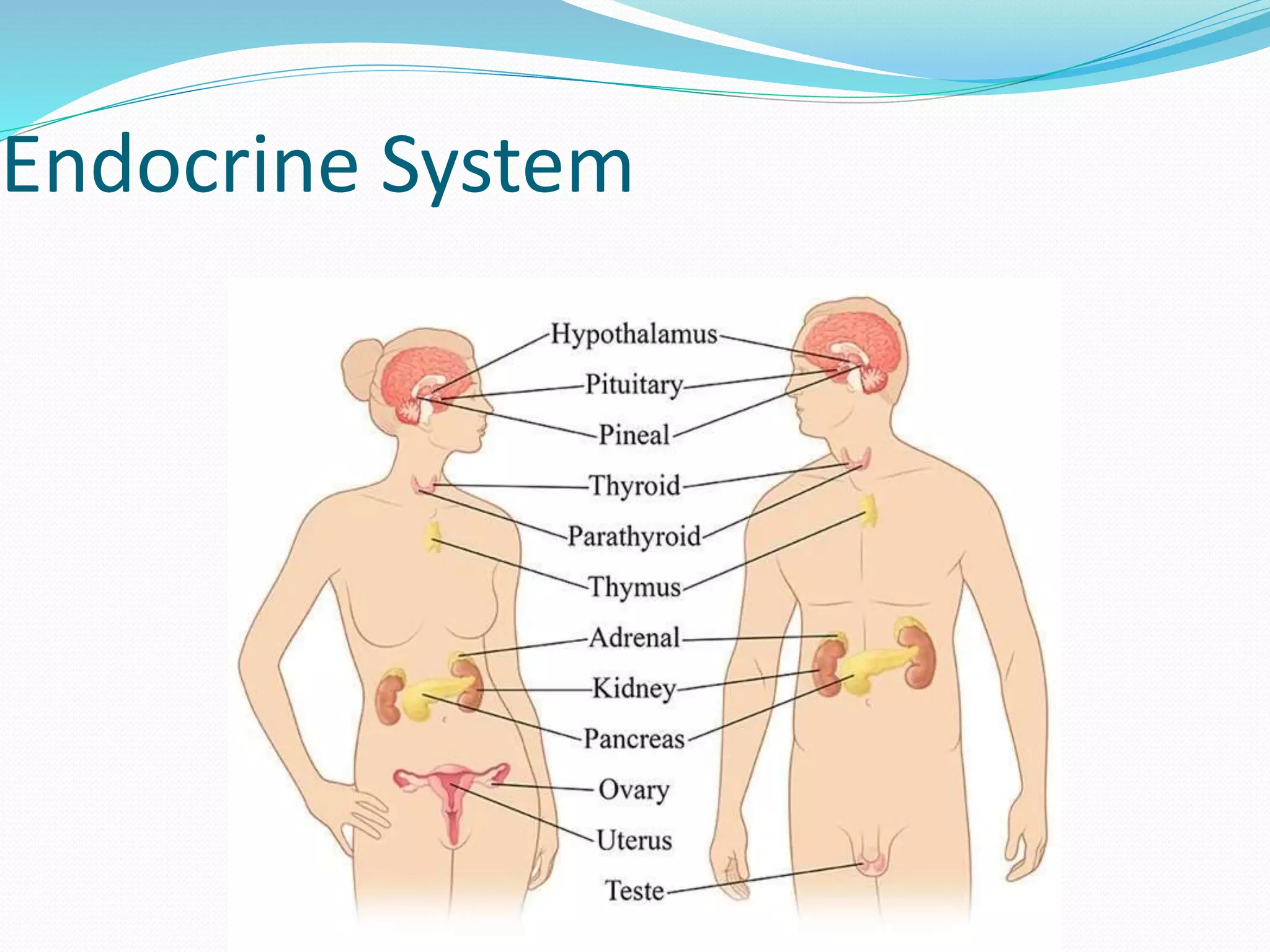 Endocrine System
 