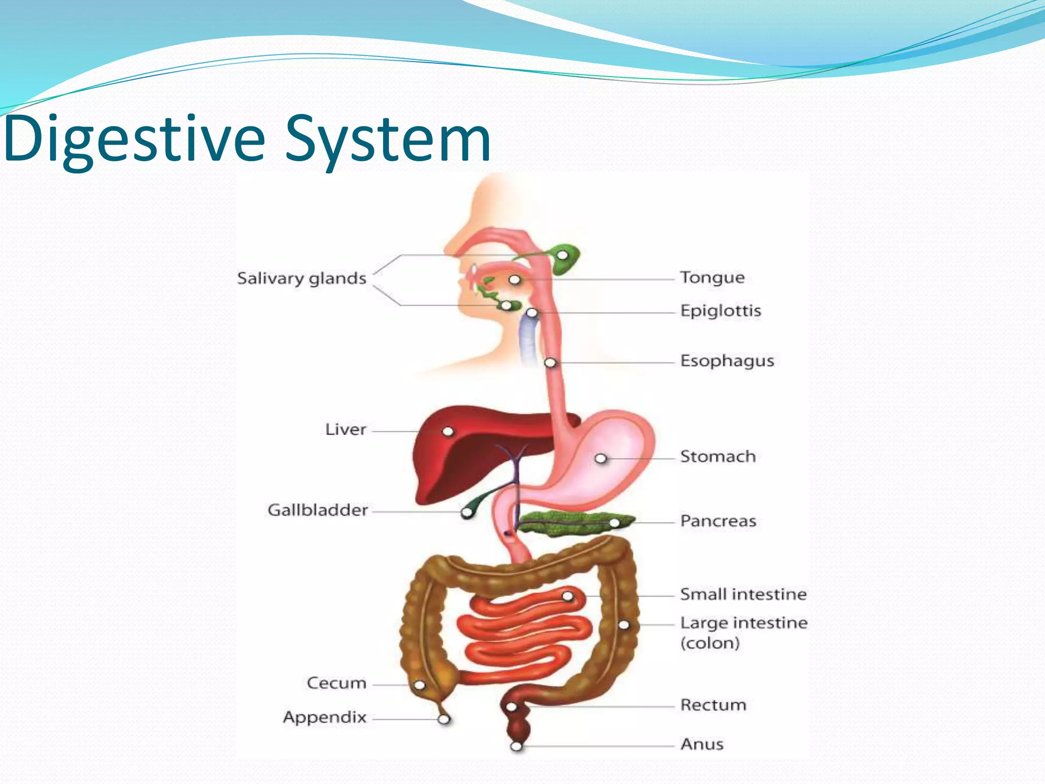 Digestive System
 