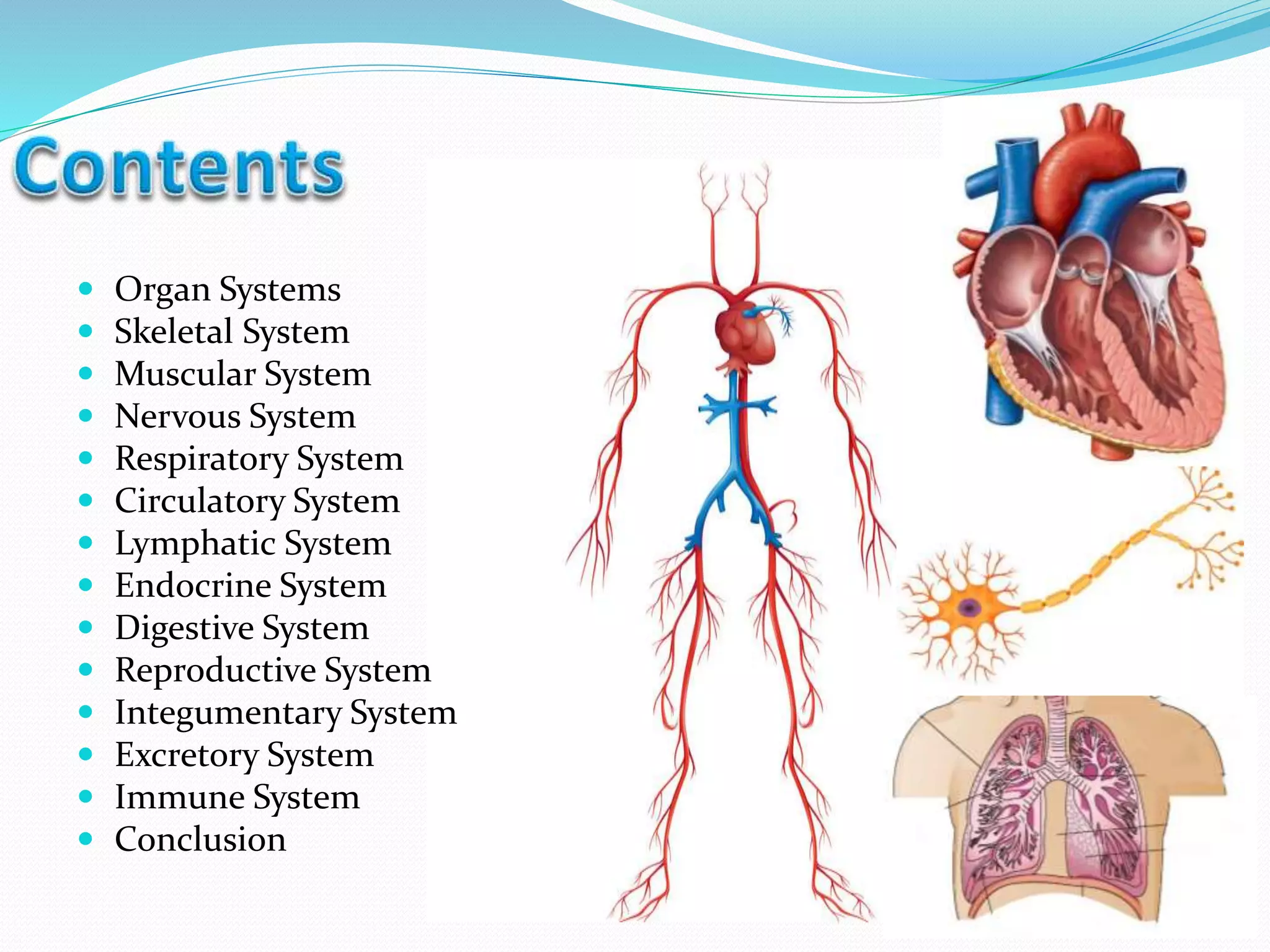  Organ Systems
 Skeletal System
 Muscular System
 Nervous System
 Respiratory System
 Circulatory System
 Lymphatic System
 Endocrine System
 Digestive System
 Reproductive System
 Integumentary System
 Excretory System
 Immune System
 Conclusion
 