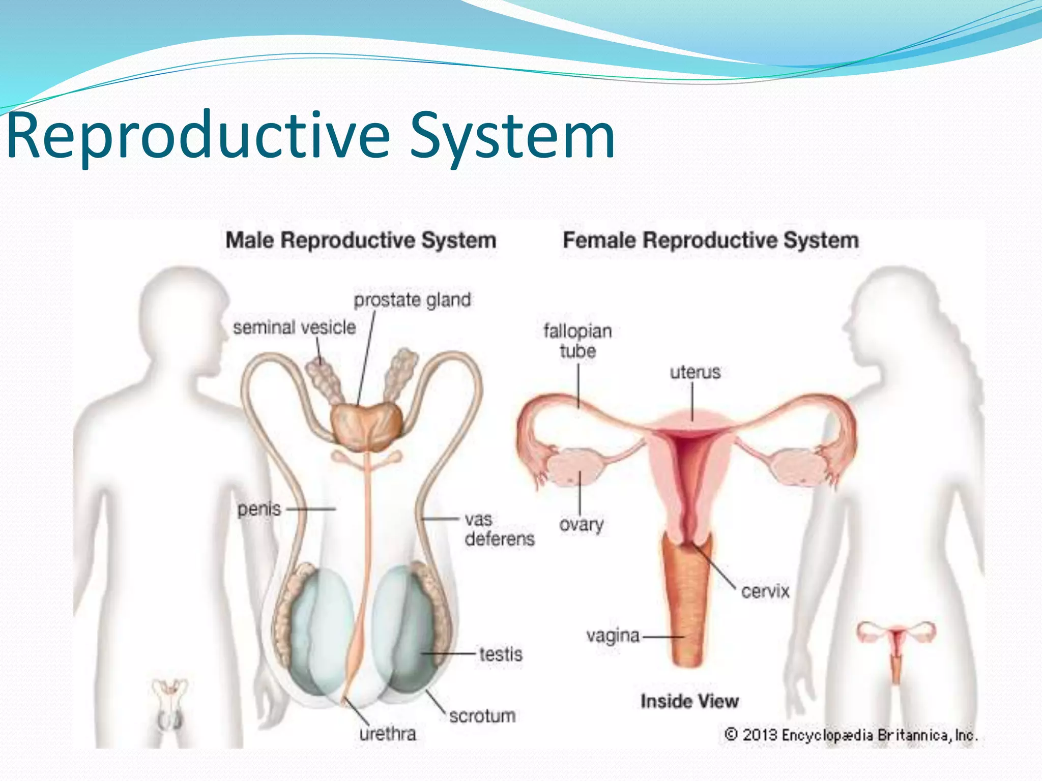 Reproductive System
 
